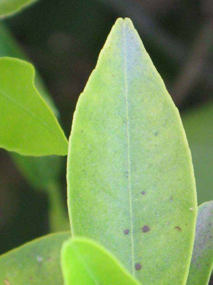              Margin (Riverside, CA)       